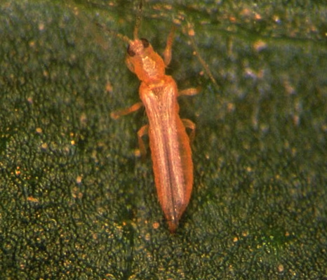 Frankliniella occidentalis